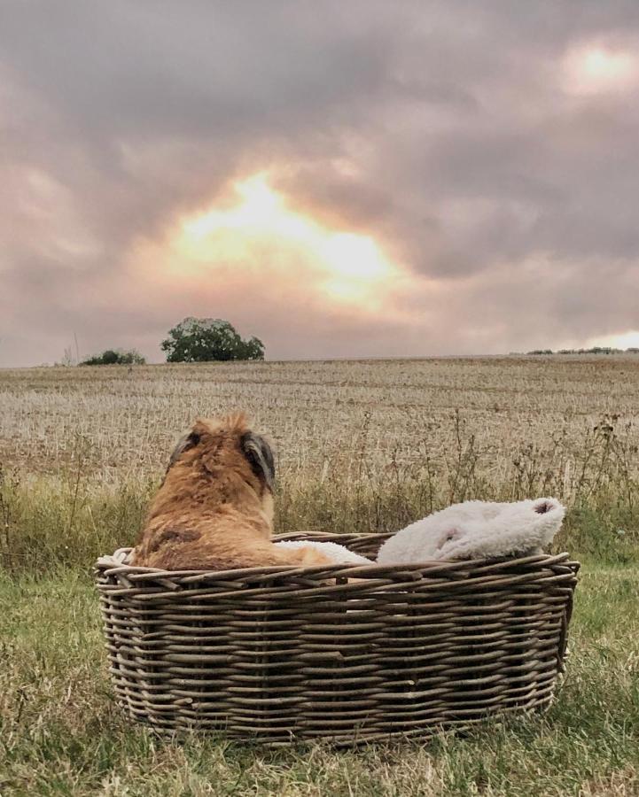 Roulotte Panoramique Du Moulin Bed & Breakfast Châtillon-sur-Marne Dış mekan fotoğraf